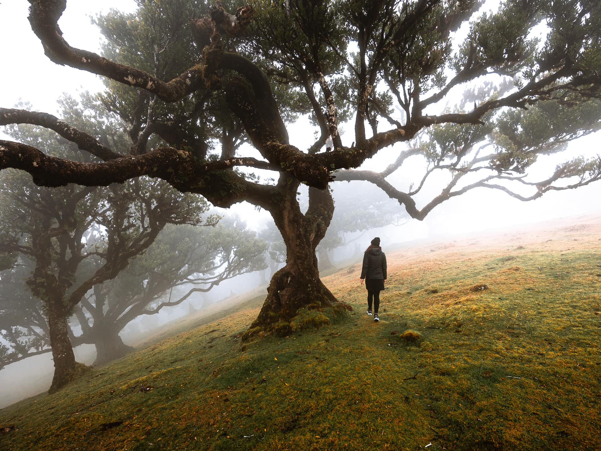 Ancient laurel trees in mist at Fanal Forest, Madeira